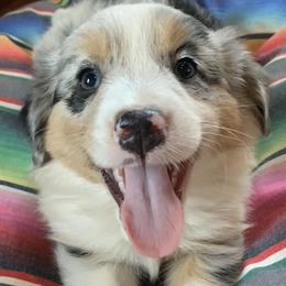 Australian Shepherds from Rocking J Aussies