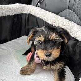 Saige - Yorkshire Terrier