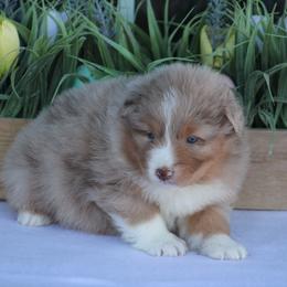 Sweetheart - Red merle female Australian Shepherd puppy in Circleville, Utah from Canyon Creek Aussies