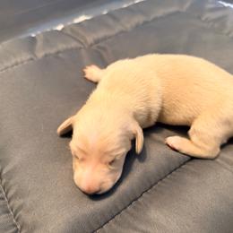 Cream - Cream female Dachshund puppy in Ft Dodge, Iowa from Secret Reality