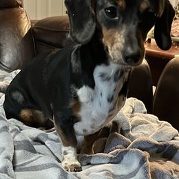 Dachshund Puppies from Cap Ranch Miniature Dachshunds