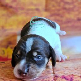 Asher Chocolate pie boy (3100) - Piebald male Dachshund puppy in Herald, California from Bluegum Dachshunds