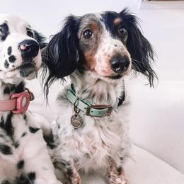 Dalmatians from Sunny Jewels