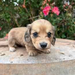Sadie - Cream female Dachshund puppy in Hawley, Texas from Foxy’s Dachshunds & Toy Aussies