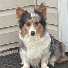 Navi - American Corgi