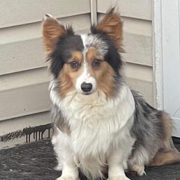 Navi - American Corgi