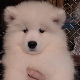 Purple - White female Samoyed puppy in San Antonio, Texas from Hill Country Samoyeds