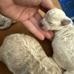 June - Cream female Poodle puppy in Poth, Texas from Casa de Curls