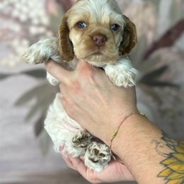 Cocker Spaniel Puppies from Canyonside Cocker Spaniels