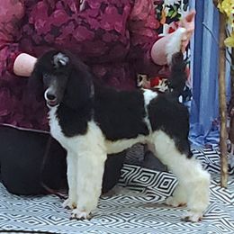 Poodles from Wenray's Standard Poodles