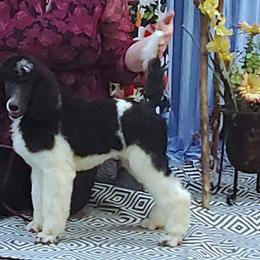 Poodles from Wenray's Standard Poodles