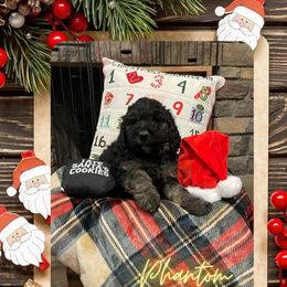 Goldendoodle Puppies from Chrissydoodles