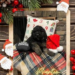 Goldendoodle Puppies from Chrissydoodles