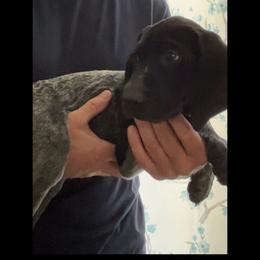 Tux - Black roan male German Shorthaired Pointer puppy in Enfield, North Carolina from Fishing Creek GSP
