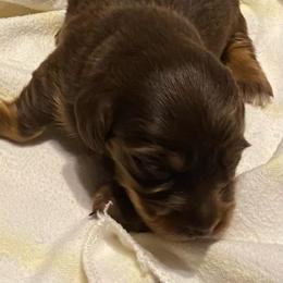 WILLOW CKC REGISTERED FULL RIGHTS - Chocolate and tan female Dachshund puppy in Elizabethtown, Kentucky from Teeny Tiny Puppy Tails