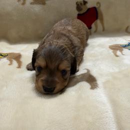 Red male - Red male Dachshund puppy in Winton, North Carolina from Parker’s all American Doxies