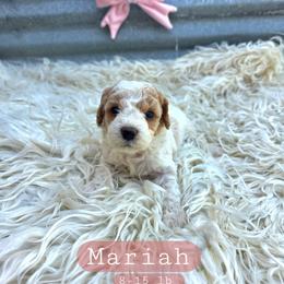 Mariah - female Cavapoochon puppy in Bullard, Texas from Cavapoochon Central LLC