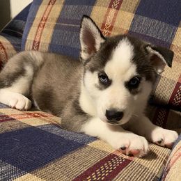 Siberian Husky Puppies from Siberian Huskies-Beckham the Great