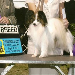 Papillon All Grown Up from Medlee