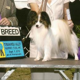 Papillon All Grown Up from Medlee