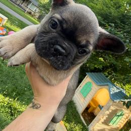 Canyon - Fawn and white male French Bulldog puppy in Louisville, Kentucky from Nelson’s Fancy Frenchies and Bulldogs