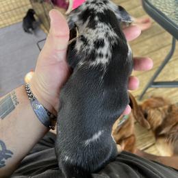 Dachshund Puppies from Witchy Woman’s Wiener’s
