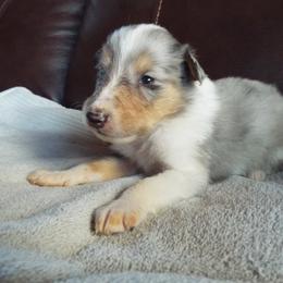 River - Blue merle and white male Collie puppy in New Mexico from Red Canyon