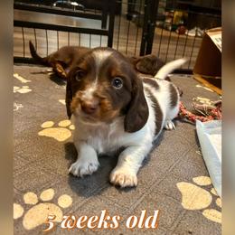 Twix - Chocolate and tan male Dachshund puppy in Louisa, Kentucky from Mini Doxies of Eastern KY