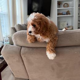 Henry - Red male Cavapoo puppy in Mint Hill, North Carolina from DoodleForever