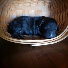 Terra - Black female Labradoodle puppy in Genoa City, Wisconsin from Sakura Pups