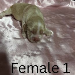 Girl 1 - Golden female Cocker Spaniel puppy in Phil Campbell, Alabama from Clark’s Cocker Spaniels