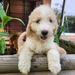 Daisy - White female Bernedoodle puppy in Columbia, Missouri from Silver Creek Pups