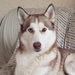 Kiya  - Siberian Husky