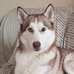 Kiya  - Siberian Husky