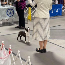 Boston Terrier and French Bulldog Puppies from LEBulldogs