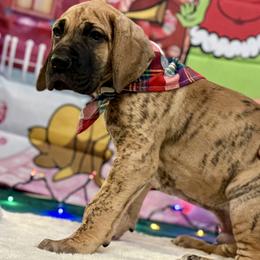 Great Dane Puppies from KD Sweet Southern Danes