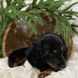 Dachshund Puppies from Down The Hill Potterdale
