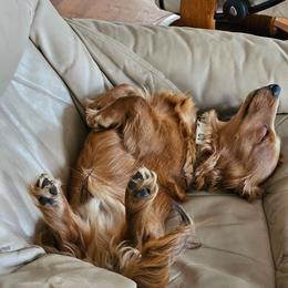 Cider Francis - Red male Dachshund puppy in Flora, Indiana from Delightful Doxies