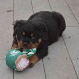 Rottweiler Puppies from Sharp Ridge Rottweilers