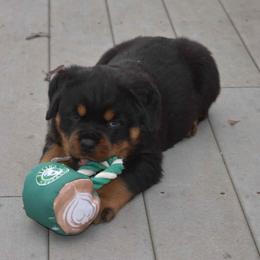 Rottweiler Puppies from Sharp Ridge Rottweilers