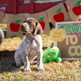 Boy 1 - German Shorthaired Pointer puppy from Inspire German Shorthaired Pointers