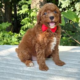 Poe OFA - Red male Cavapoo puppy in Falmouth, Michigan from Dyer Lake Newfoundland’s