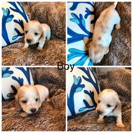 AKC Boy 1 - Piebald male Dachshund puppy in Bolivar Peninsula, Texas from A and G Dachsunds