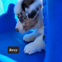American Corgi Puppies from Wigglebutts American Corgis
