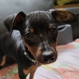 BLBKM2-Terquoise - Black and rust male Miniature Pinscher puppy in Middle Point, Ohio from Knisely's Min Pins-AKC