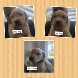 Male 5 - Golden male Golden Retriever puppy in Lakewood, Washington from Lenhart Goldens