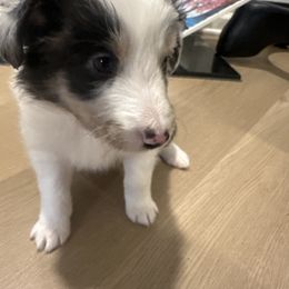 Max - White blue merle male Shetland Sheepdog puppy in Greenwood, Indiana from Midwest Shelties