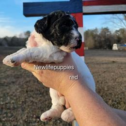 Red collar - Parti female Poodle puppy in Shelby, Alabama from New Life Family Farm