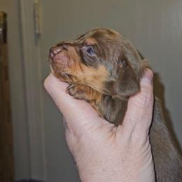 Girl 3 - Chocolate and tan female Dachshund puppy in Lansing, Michigan from Black Thunder 517 Cane Corso and Dachshunds and frenchies