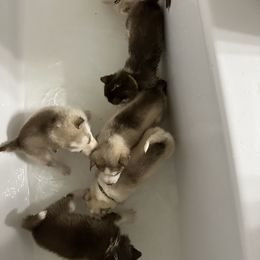 Siberian Husky Puppies from Feazell’s Siberian Huskies